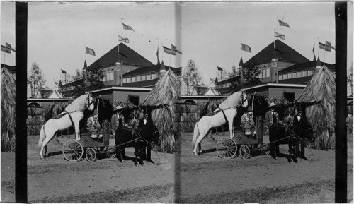 Trained horses in the Mexican Village. Atlanta Exposition, Georgia