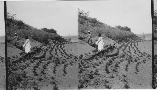 Nubian Peas on E. Bank of the Nile near Castle Ibrun. Egypt