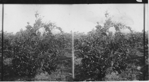 Orange Tree in Palestine