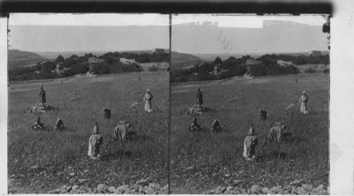 Gathering tares in the stony fields of Bethel, Palestine