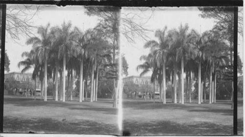 Indian palm grove, Cairo, Egypt