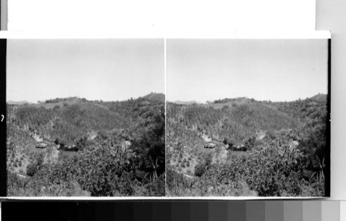 A banana plantation on the mountainous slopes in the south central part of El Salvador. Near Olocuilta, El Salvador, C.A