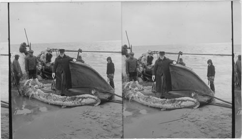 A portion of a whale. Long Island Beach. New York