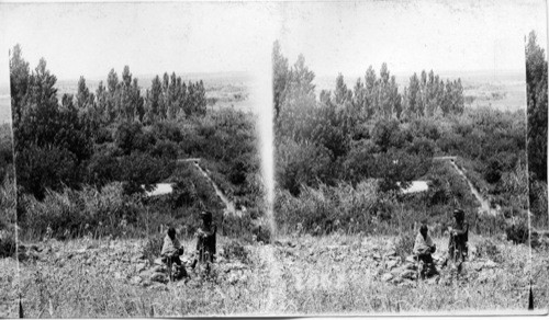 Gardens on the site of ancient Dan. Syria