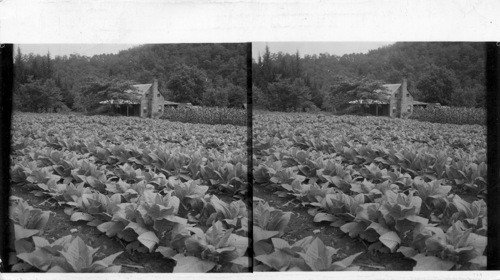 A Tobacco Field on the Southern Slopes of the Great Smokies, near Bryson City, North Carolina. This is Burley Tobacco. Sawders 1949
