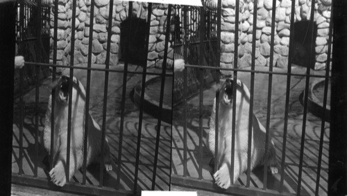 Feeding time - Bear pits, Lincoln Park - Chicago. Polar bear show renewed interest and as master of the pits comes with his basket of fish - there is always a rush for the side of cage - This one is catching fish thrown by the keeper