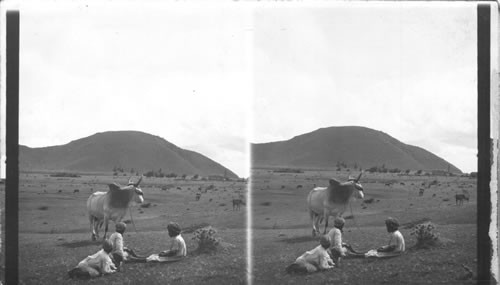 Cattle Ranch on an Old Battle Ground, Frigate Bay, St. Kitts, B.W.I