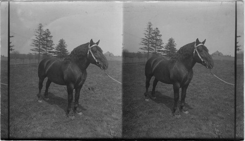 Percheron (imported) pure bred, Won the silver Medal in Paris and 1st prize at Ohio State Fair. University of Illinois