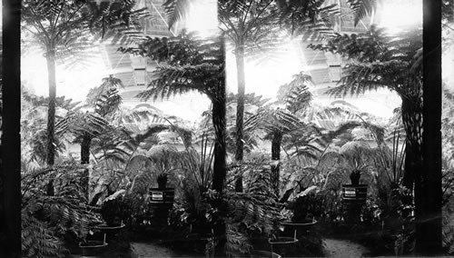 Among the Ferns, Horticultural Building, Columbian Exposition