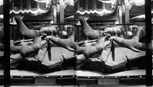 California Sea Lions, Smithsonian Institute, Columbian Exposition