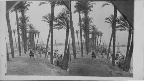 Along the Palm-fringed Nile, Egypt