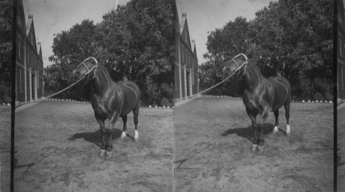 Belgian Mare 3 yrs. Old, Won 1st Prize at Illinois State Fair 1915. Wane Crouch & Son Stock Farm, Lafayette, Ind