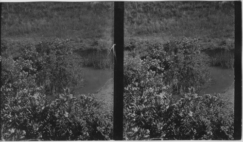 Oleanders in the River Kishon, Palestine