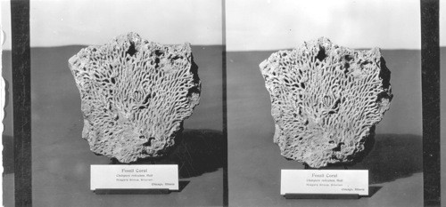 Fossil Honeycomb Coral P5049 - Favosites Niagarensis Hall - Niagara Group. Siberian, Chicago. Field Museum, Chicago, Ill