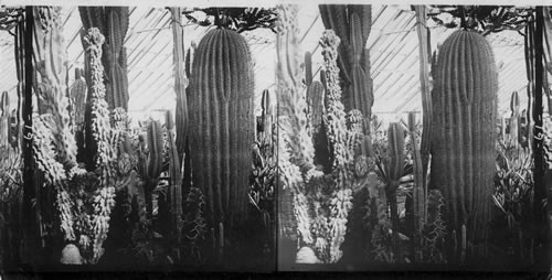 The cactus garden, Prospect Park greenhouses, Brooklyn, N.Y