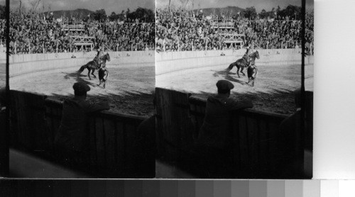 Bull Fight, Madeira