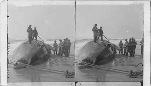 Skinning whale to get at blubber. Long Island Beach. N.Y