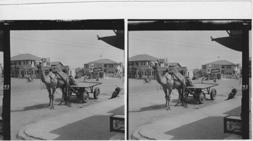 33 Camels are very rarely seen as draught animals, yet in Karachi, capital of Pakistan camel-drawn carts for heavy loads are an every-day sight. Note Knee bells on camel