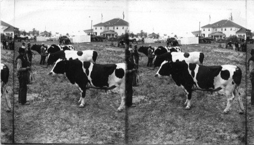 The Celebrated Holsteins, State Fair, Pueblo, Colo