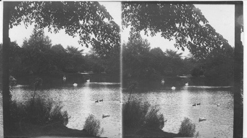 Duck Pond, Public Gardens, Halifax, Canada