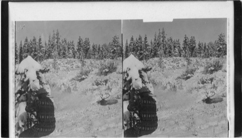 Elk hunting in the Gallatin Mountains, Montana - "right into my hand". [Man with gun sighting on buck.]