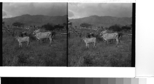 Cuba - Province of Oriente: On a cattle farm in the southern region of the Province between Santiago de Cuba and Bayamo. Zebu cattle have been introduced into the Cuban cattle industry and crossed with other strains in order to develop a breed which will be strong and can resist the tropic heat