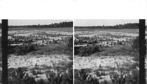 Young Pines Trees Planted on Eroded Land for Soil Conservation. Near Camden. S. Carolina