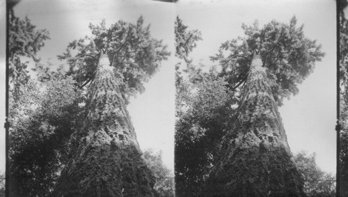 Looking Up a Giant Fir of the Northwest, Ore