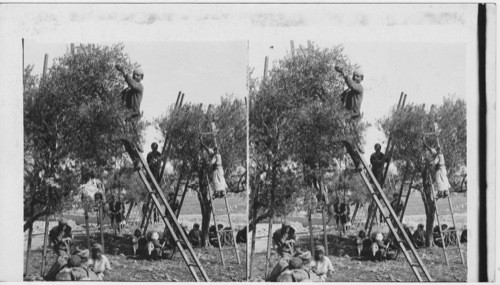 Olive picking. Near Jerusalem, Palestine