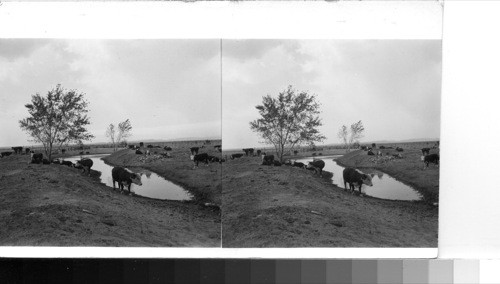 Cattle at a water hole on the range in south central New Mexico, near Las Cruces, New Mexico