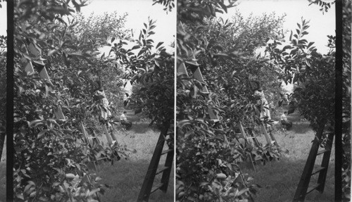 Picking Cherries - Lake Erie Fruit Section. Pa