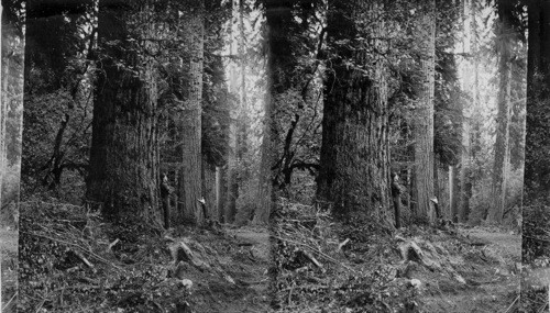 Giant Fir Trees, Puget Sound. Washington