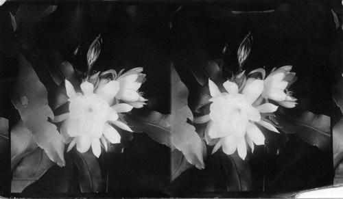 Night Flowers After Opening. Panama. Night Blooming Cactus