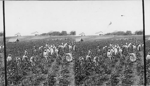 The largest field of tobacco in the world, Montpelier. Jamaica