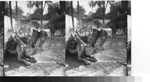 Camels on the square at Aswan. Eygpt