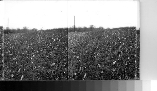 TVA [Tennessee Valley Authority] - Farm of A. L. Wales showing winter cover crops, near Athens. Part of field fertilized and part unfertilized as experiment