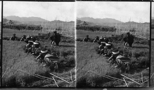 Philippines. Igarrote Women Working in the Rice Fields