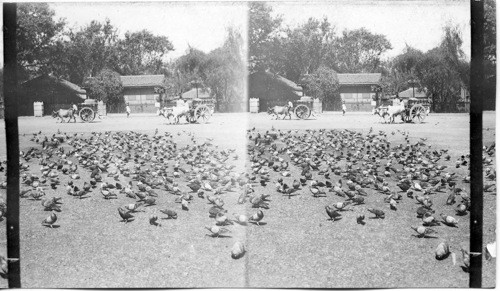 Sacred Pigeons Feeding. Bombay, India