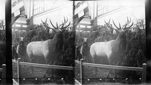 The Monarch Elk, Washington State Bldg., Columbian Exposition