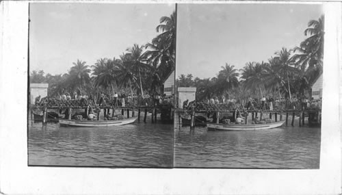 Banana wharf and coconuts, Jamaica