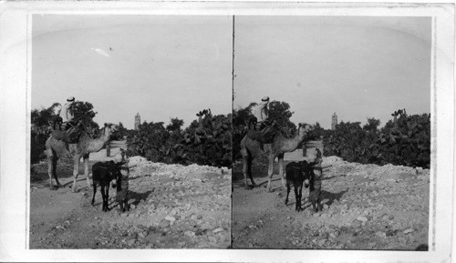 The Cacti guarded Road to the city and Tower of Ramleh. Palestine