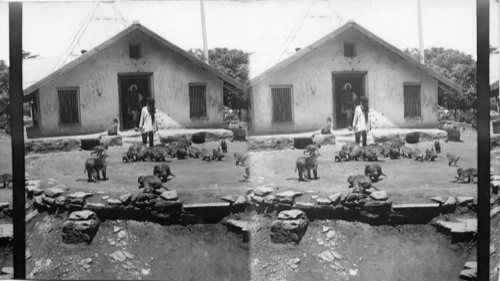 Wild monkeys fed by fakir attendant of Monkey-god Temple. Jacho Jogee and his neighbors. Simla, India