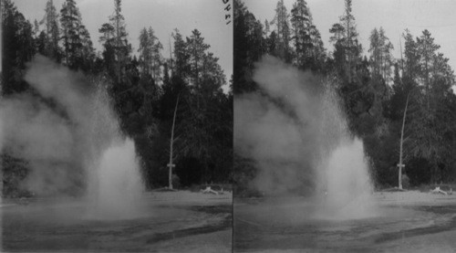 The Economic Geyser in Eruption, Upper Geyser Basin, Yellowstone Nat'l. Park