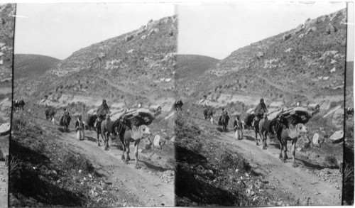 Bedouin tribe on March - Palestine