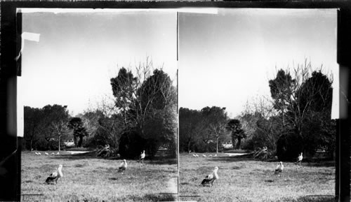 Wild Fowl in Zoo. Palermo, Buenos Aires, Argentina