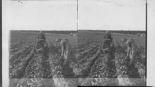 Digging Potatoes by Machinery, Grand Falls, N.B. Can