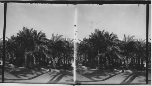 Date Palms at Memphis, Egypt