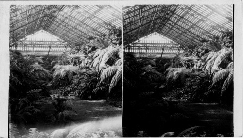 Palm and Lilly Room - Garfield Park Conservatory. Chicago, Ill