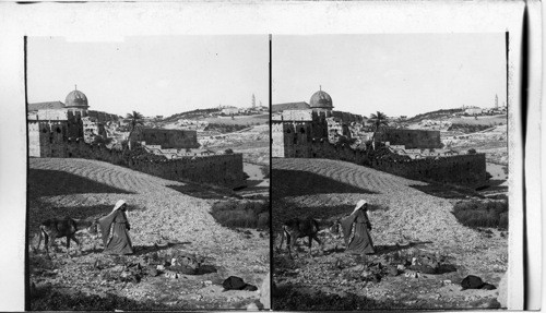 Farming on Mount Moriah below the South Wall. Jerusalem Palestine