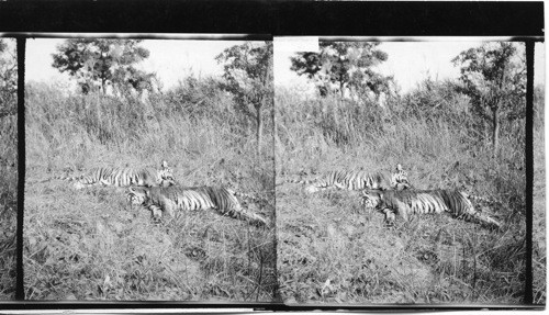 Maharajah of Cooch Behar, his guests and results of their days shoot. Royal Bengal Tiger Hunt. India